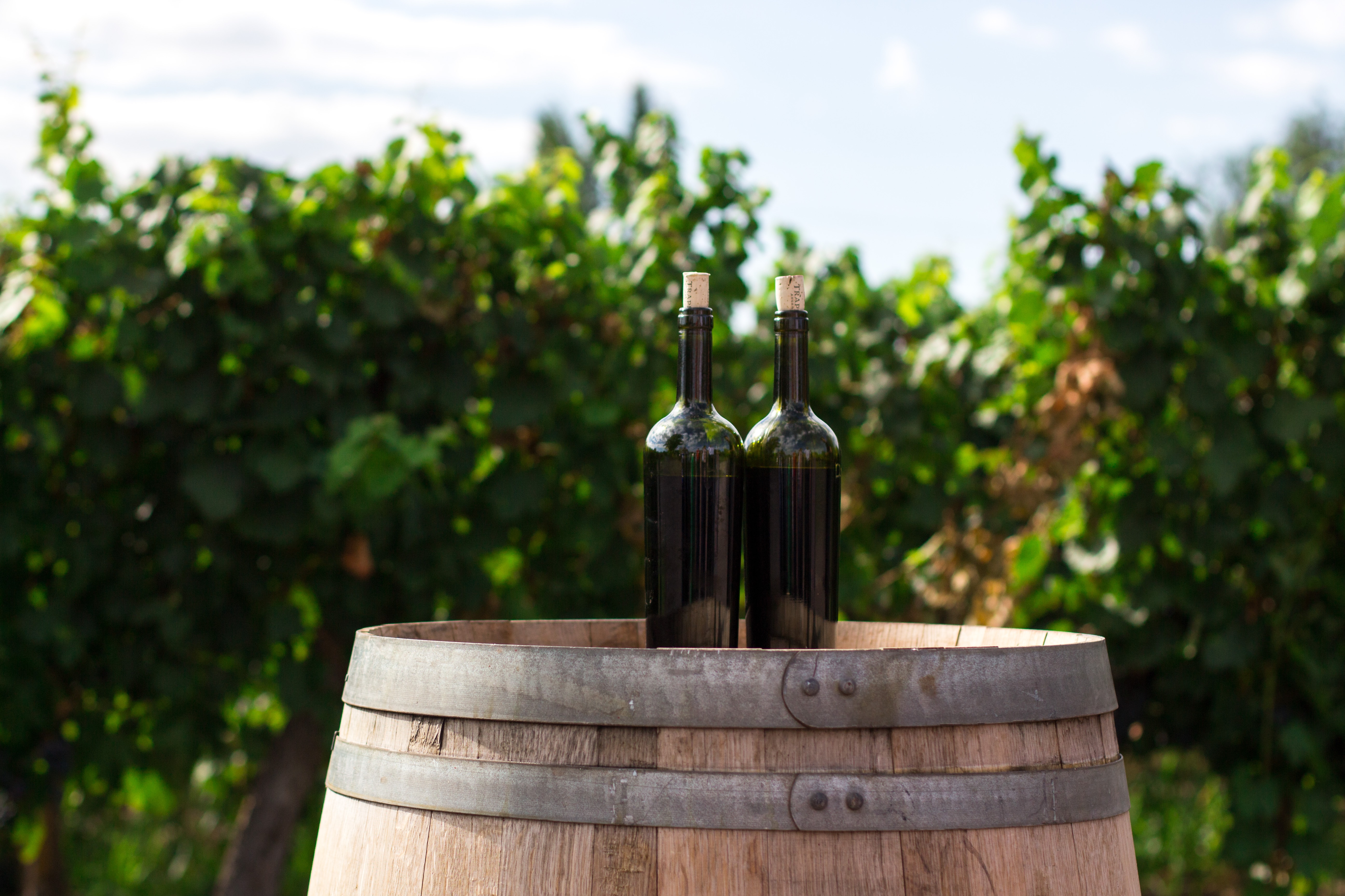 Six Most Scenic Vineyards Around Pirovac, Croatia