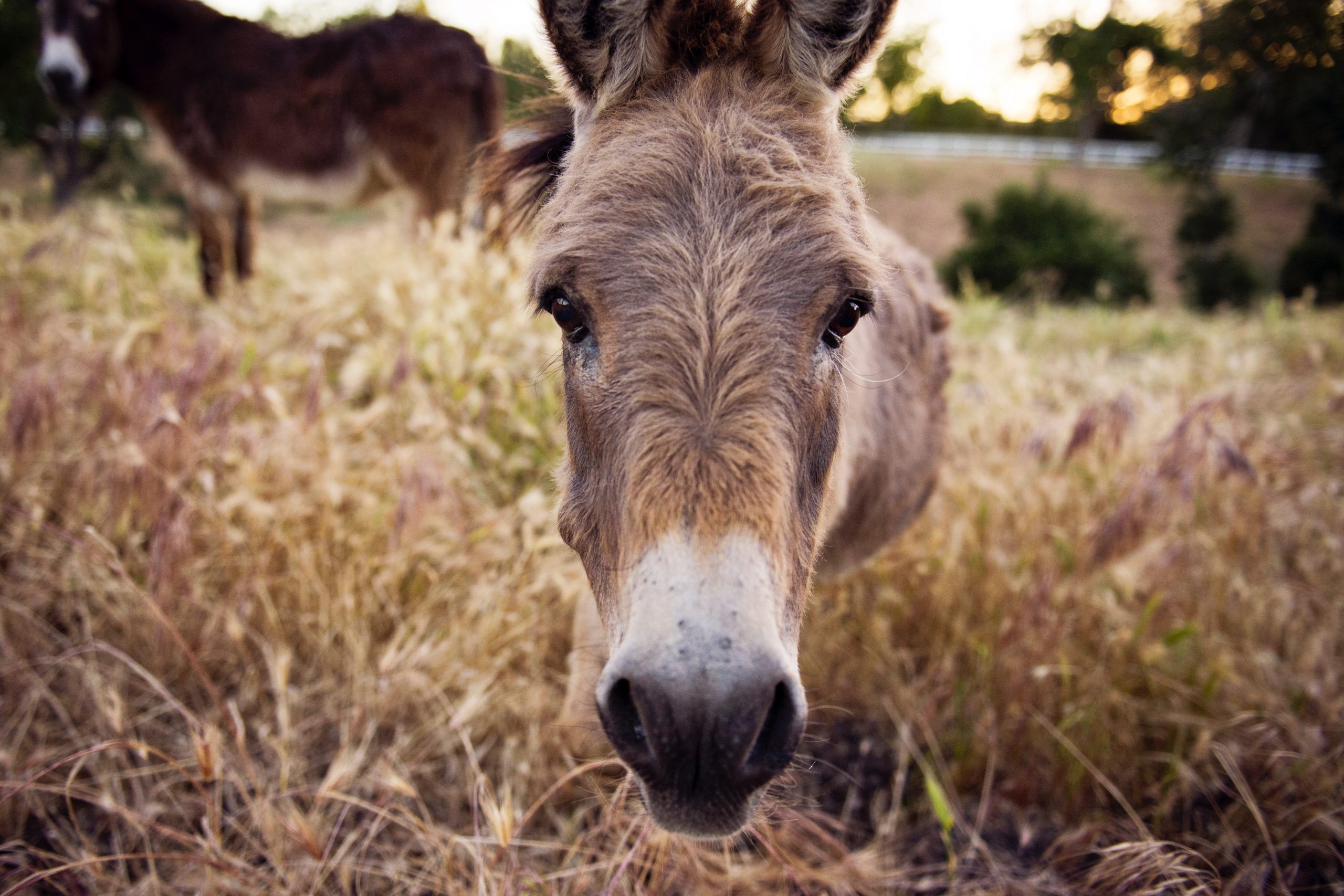 tisno croatia donkey